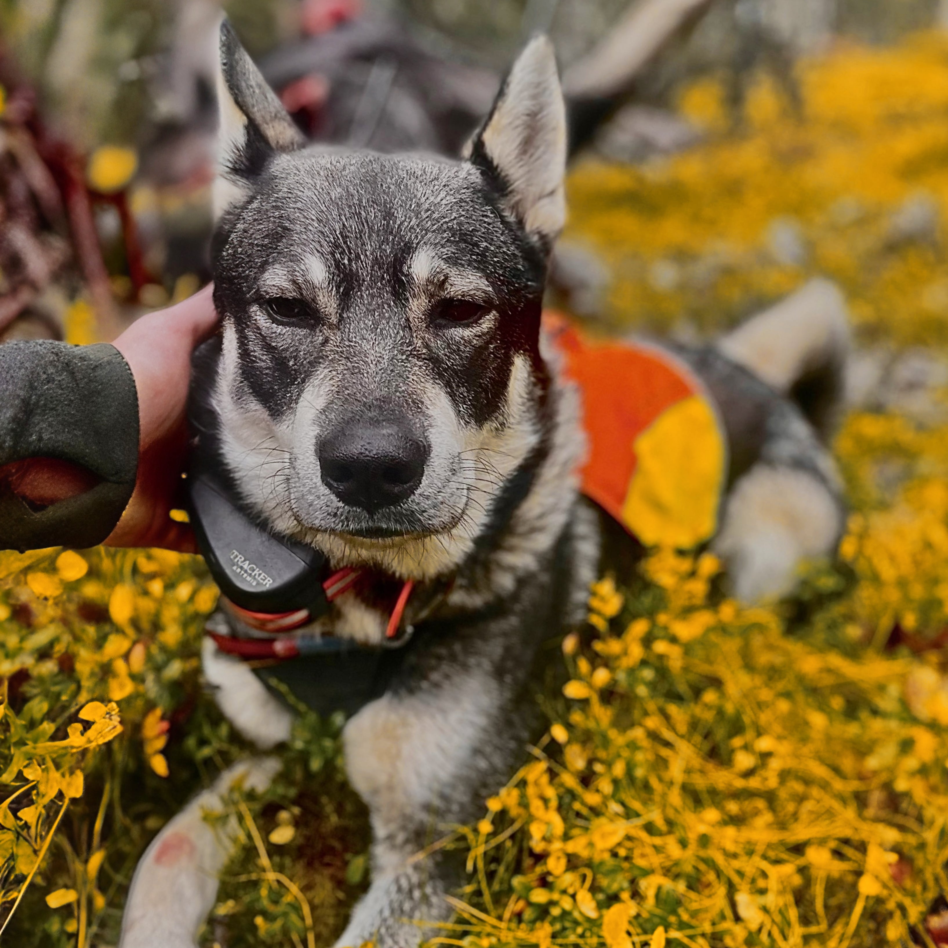 Älgjakt med Hund, toppladda din hund.