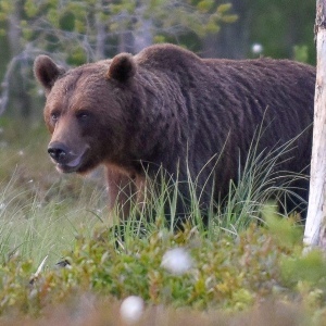 Björninventering i Norrbotten