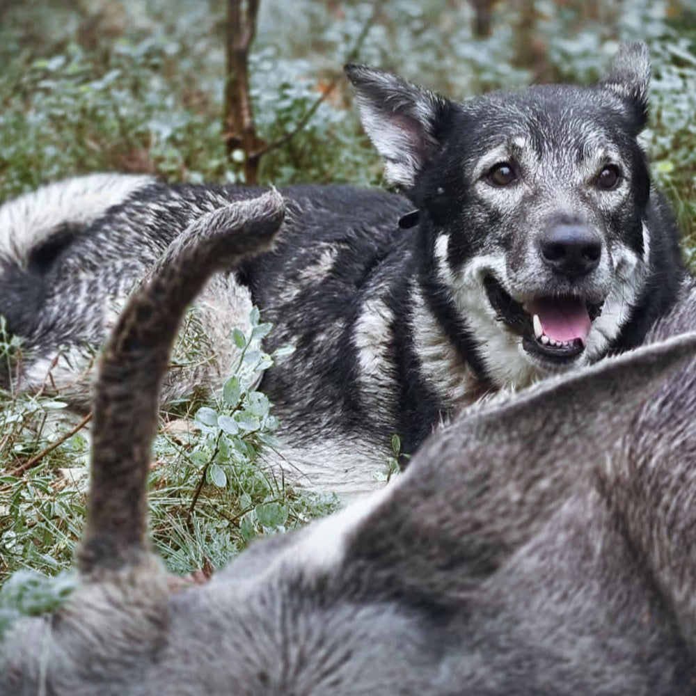 Test av Swarovski Z8i Gen 2