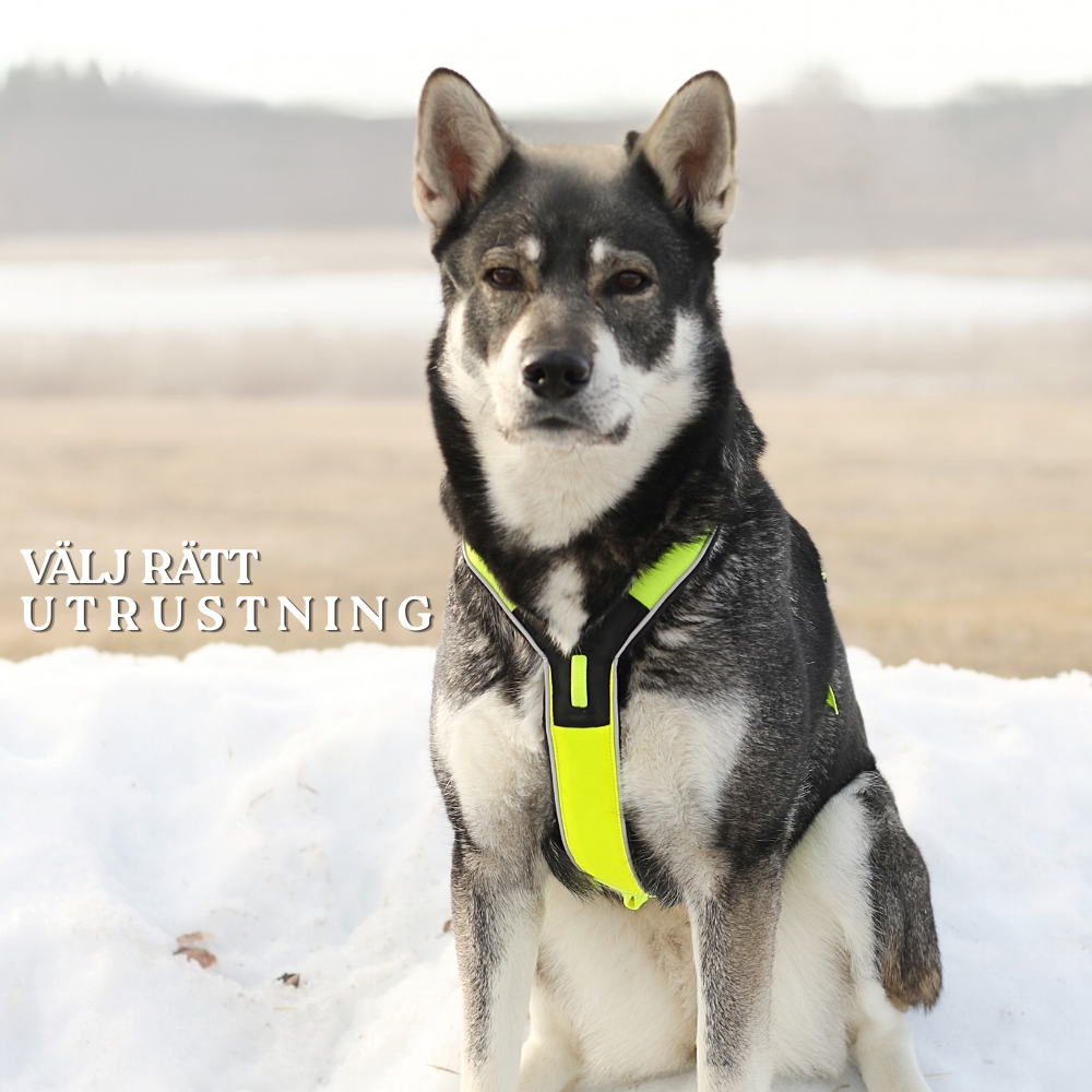 Guide för hundutrustning för promenad, dragträning och cykling i skog och friluftsliv