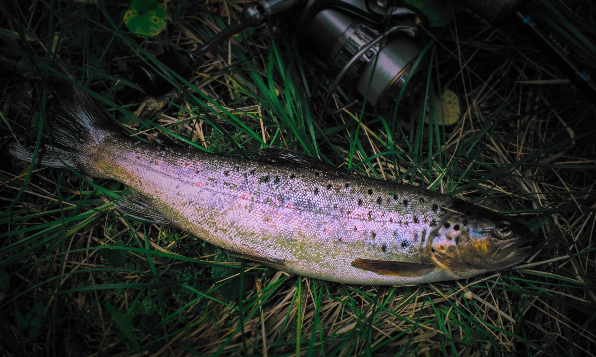 Fångad fisk från put and take-fiske