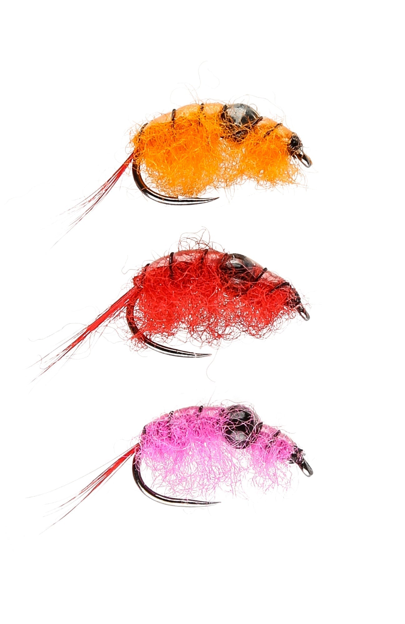 IFISH Röding Special